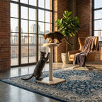 PawLuxe® LYRA Signature