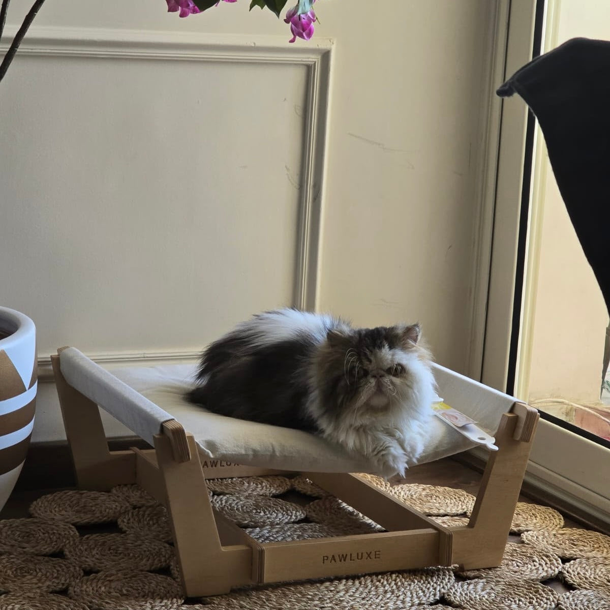Mocha resting on SWIFT at home, the cushion slung between the Baltic birch frames.